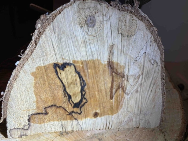 Fixum_spalted.jpg
